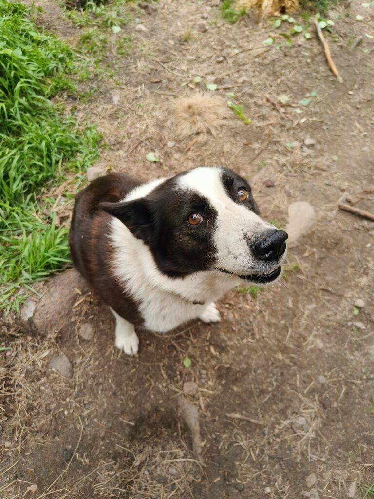 Kata -Karjalankarhukoira, Lemmikki, metsästyskoira, hirvikoira, kkk, kkkn, karhukoira, maaseutu, Elämää maalla, Iisalmi, Kiuruvesi, Pohjois-Savo, Koiratarha, ulkona , kesä 2024