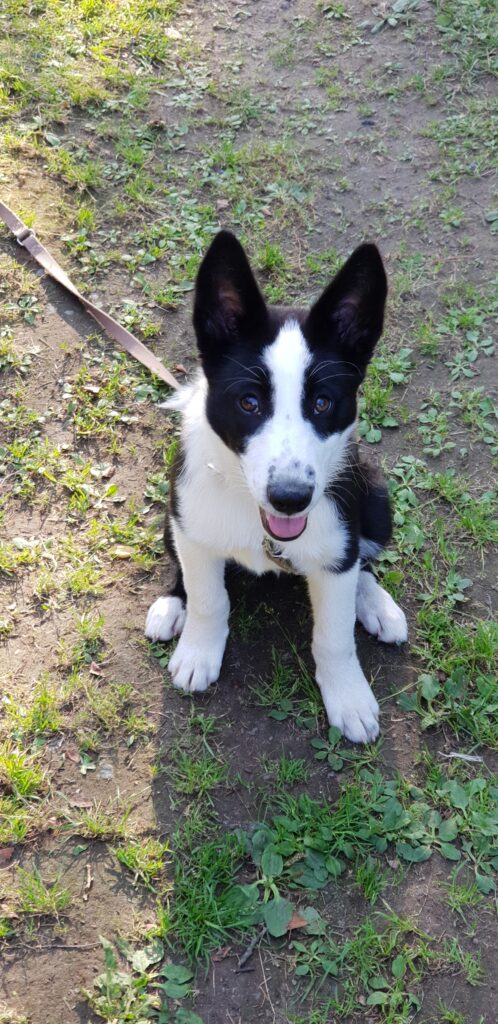 Kata -Karjalankarhukoira, Lemmikki, metsästyskoira, hirvikoira, kkk, kkkn, karhukoira, maaseutu, Elämää maalla, Iisalmi, Kiuruvesi, Pohjois-Savo, pentukoira, pentu, karjalankarhukoiran pentu