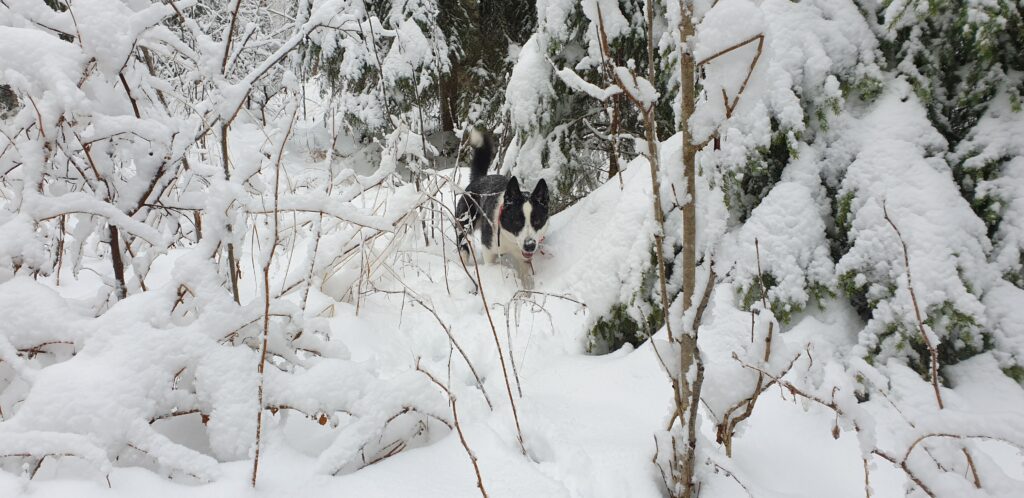 Kata -Karjalankarhukoira, Lemmikki, metsästyskoira, hirvikoira, kkk, kkkn, karhukoira, maaseutu, Elämää maalla, Iisalmi, Kiuruvesi, Pohjois-Savo, Talvi, Luminen metsä, lunta,