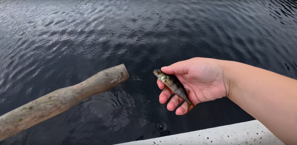 Viikko täännä kalloo